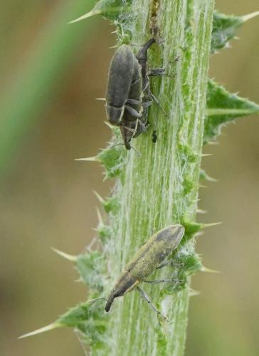Réf. 227 690 : Lixus filiformis